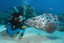 Diving lanzarote
